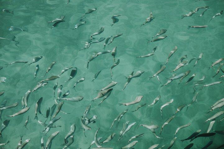 Pula Glass Boat Cruise: Vista submarina e nadar com peixes