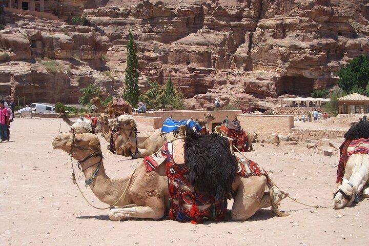 Day Tour a Petra do Mar Morto com almoço