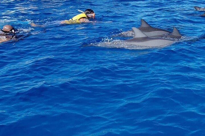 Full-Day zwemmen met dolfijnen en Casela Nature Park Tour in Mauritius