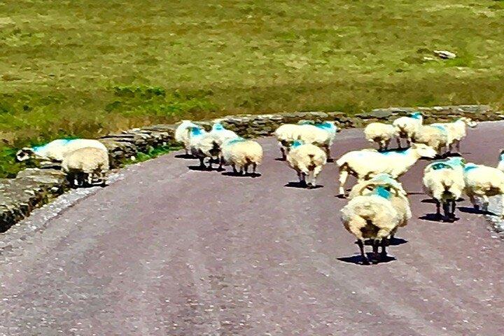 Private Tour mit dem Ring of Kerry ab Killarney, Auto oder Kleinbus