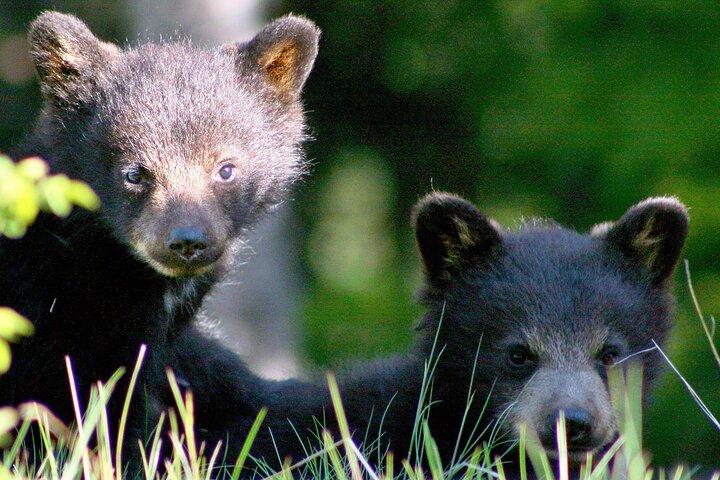 ウィスラー観光ツアー: 一年を通してウィスラーのすべてを発見しましょう!