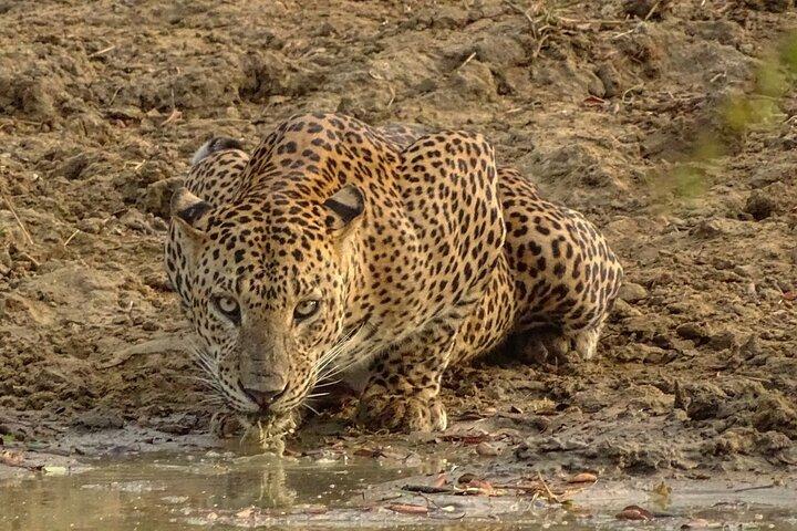 Special leopard & elefantsafari - Yala - 04.30 till 11.30