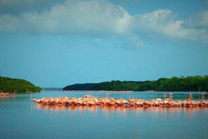 Tour Privado Celestun Flamingo e Praia