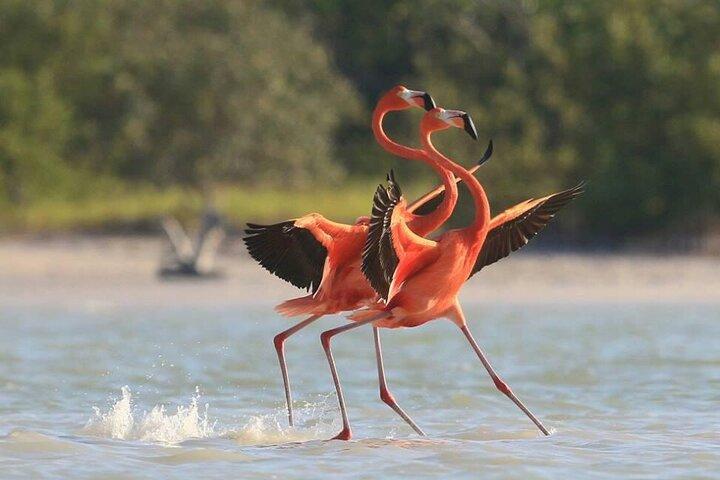 Tour Privado Celestun Flamingo e Praia