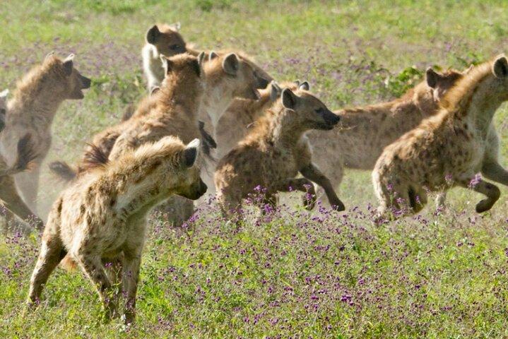 ミッドレンジタランギルとンゴロンゴロサファリ3日間