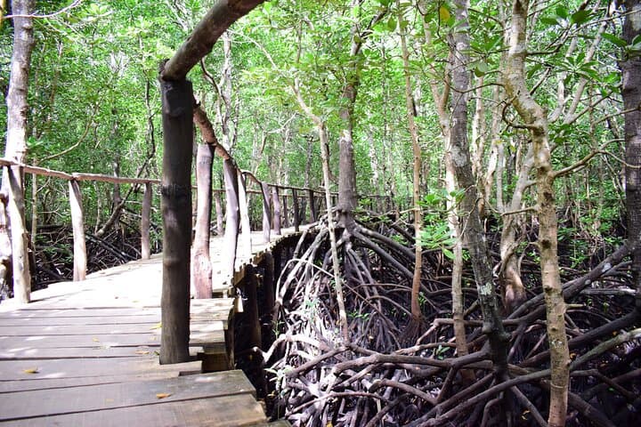 Private Tour in Jozani Forest with pick up