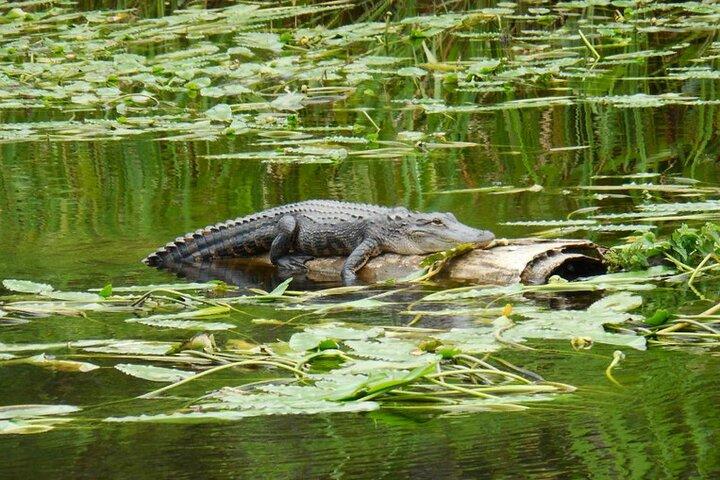 Tour della natura e della fauna selvatica del fiume Waccamaw