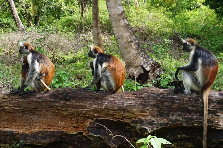 Private Tour in Jozani Forest with pick up