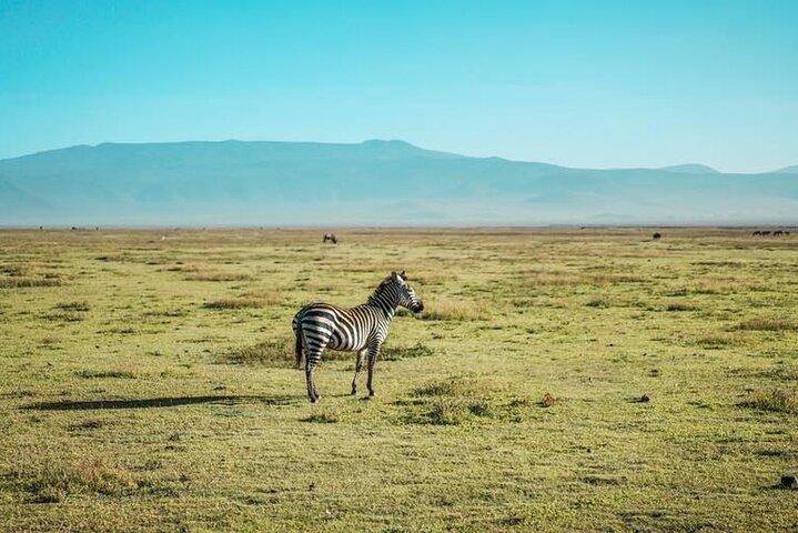 4 dage Budgeted Safari Serengeti