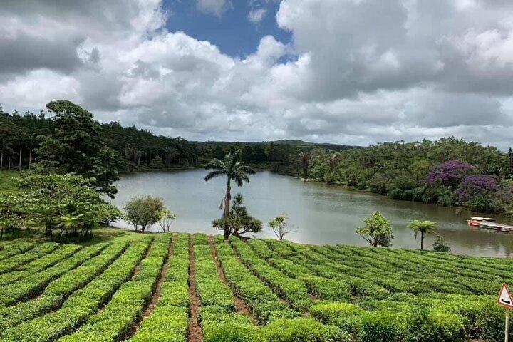 Hele dag theeroute en La Vanile Nature Park Tour op Mauritius