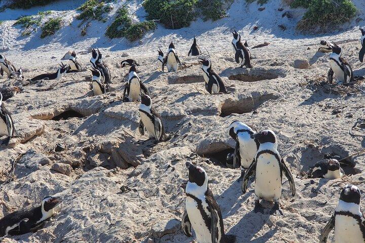 プライベート ツアー喜望峰とペンギン観光 1 日