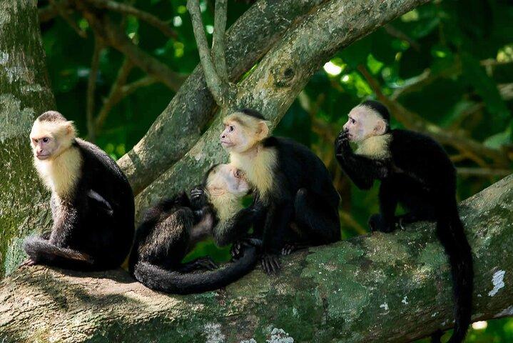 Passeggiata guidata del Parco Nazionale Manuel Antonio