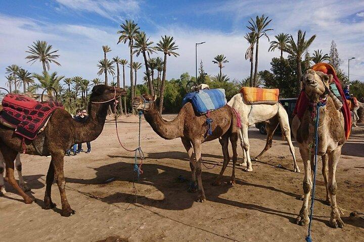 Private camel ride in the Palmeraie in Marrakech