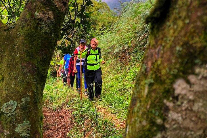 Forest and Waterfall walk from Andoke with local Nature Guide