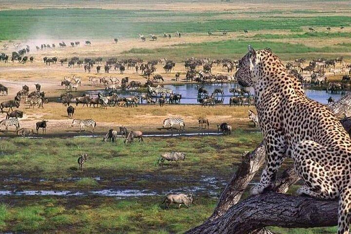 6 Dage Wildbeest Migration Safari i Tanzania