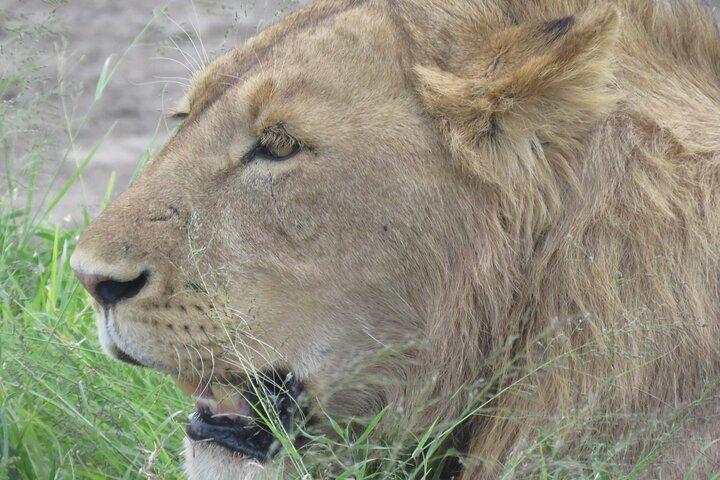 Safari privado de 4 días en Tanzania | Safari en Serengeti, Ngorongoro y Tarangire