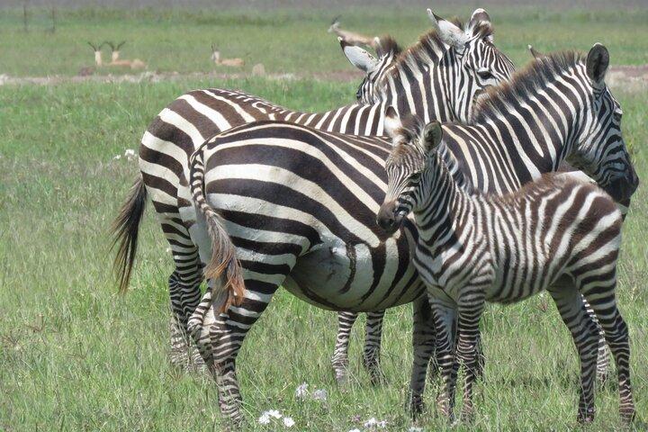 Safari privado de 4 días en Tanzania | Safari en Serengeti, Ngorongoro y Tarangire