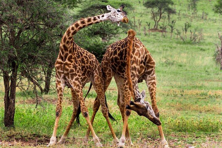 Safari de 5 días en Arusha