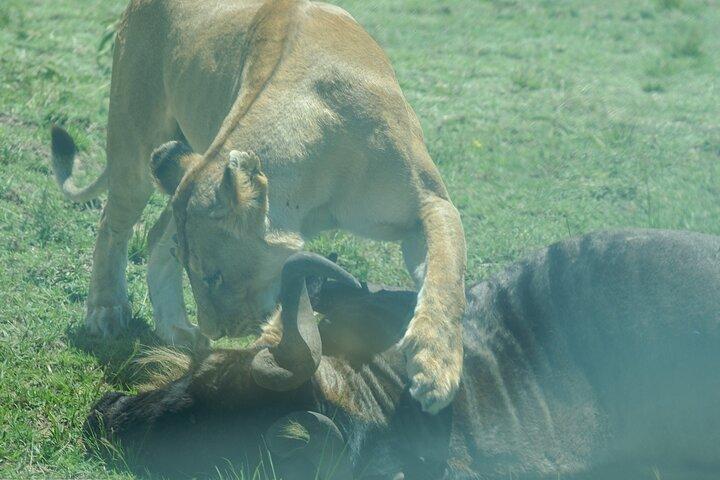 3 dagars safari till Queen Elizabeth National Park Uganda
