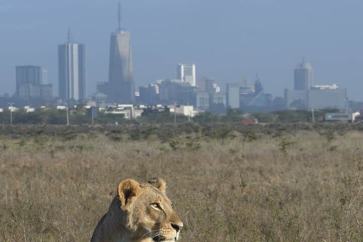 4-Day Masai Mara and Lake Nakuru safari from Nairobi.