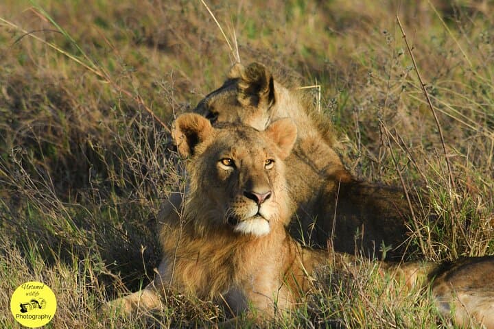 4-Day Masai Mara and Lake Nakuru safari from Nairobi.