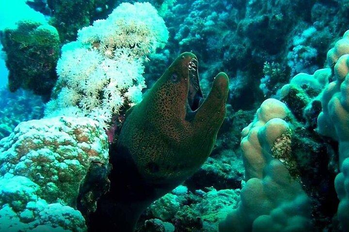 Diving Tour a Ras Mohammed in barca