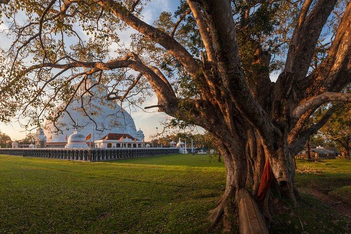 Excursion de 2 jours à Wilpattu et Anuradhapura depuis Negombo