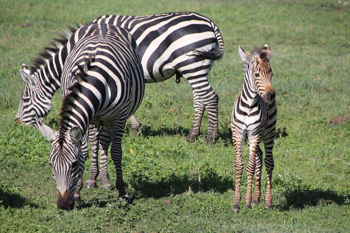 アルーシャからタランギレ、セレンゲティ、ンゴロンゴロへの 4 日間のサファリ - グループに参加する