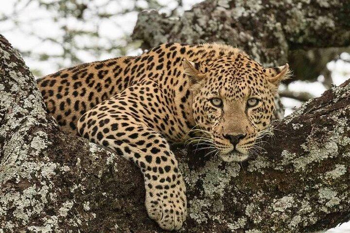 Tanzania Luxury Safari