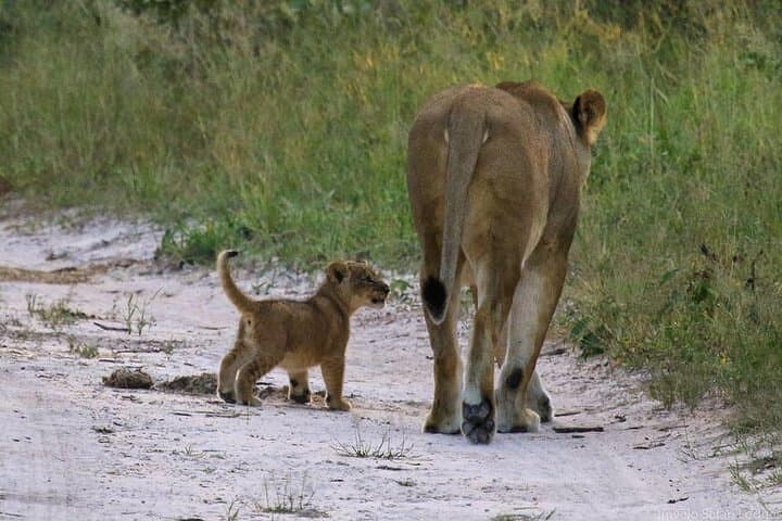 Day tour Amboseli National Park and masai village from Nairobi.