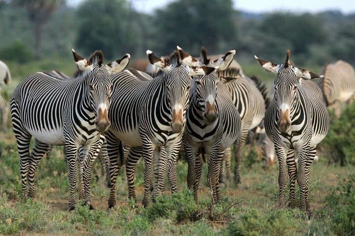Half day wildlife tour to Nairobi National Park Game Drive with Pickup/Drop off