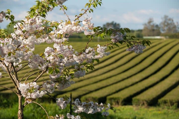 Private tour from Auckland - Waitomo Glowworm Caves, Zealong Tea & Kiwi Bird