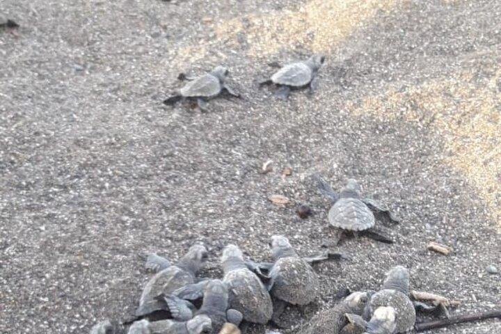 Passeio de nidificação de tartarugas