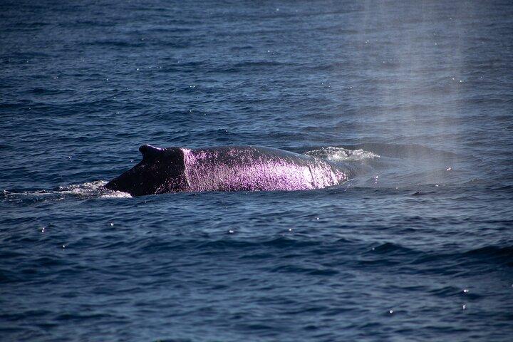Los Cabos Whale Watching Cruise inklusive morgenmad