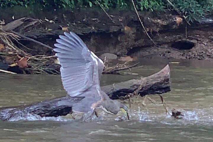 Safari Float en wilde dieren in Arenal
