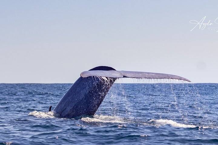 Whale Watching, Ponta Delgada