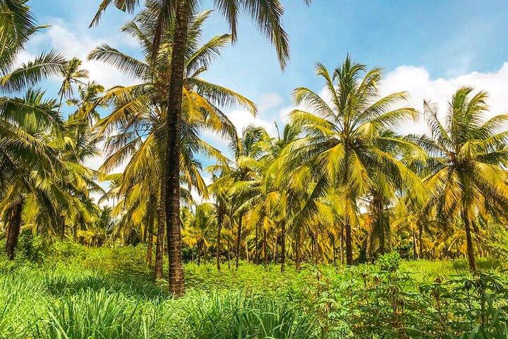 Tour privato delle spezie di Zanzibar con lezione di cucina swahili tradizionale