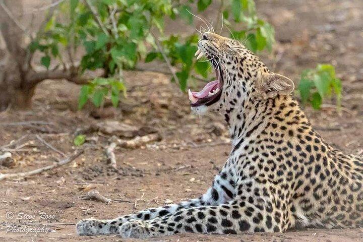 4-dagars safari till kratern Tarangire, Serengeti och Ngorongoro från Arusha