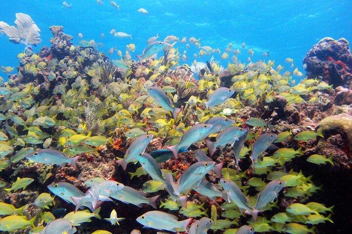 PADI Discover Scuba Diving voor duikers zonder brevet