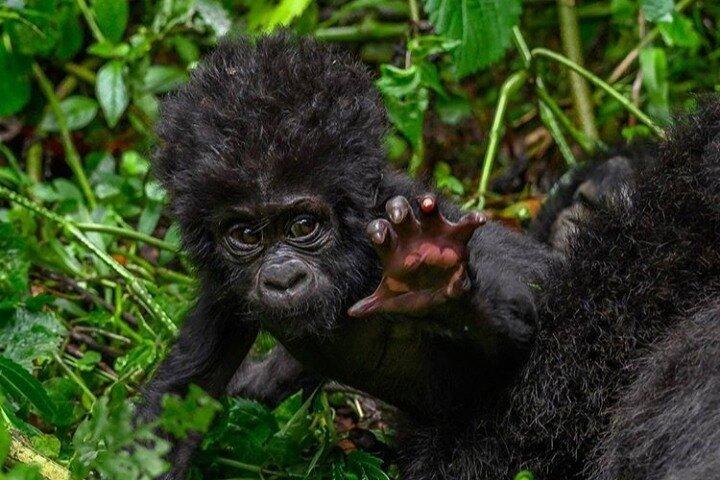 1 Tag Mountain Gorilla Trekking im Vulkan-Nationalpark