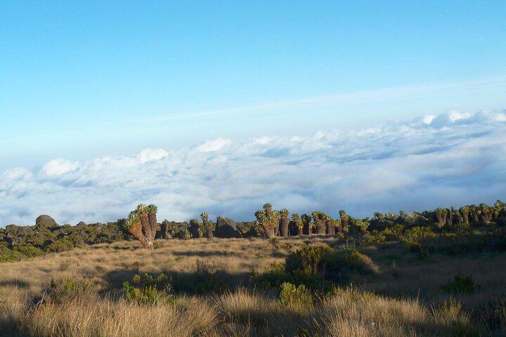 7-daagse Kilimanjaro Rongai-klim