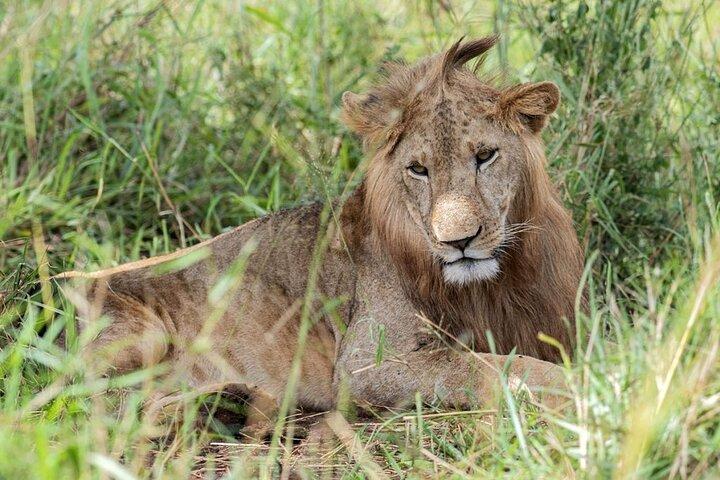 16 dage rundt i Uganda Safari