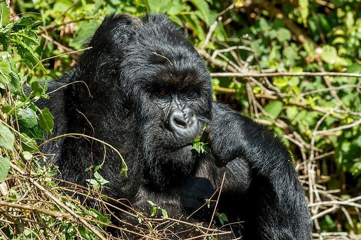 16 dage rundt i Uganda Safari
