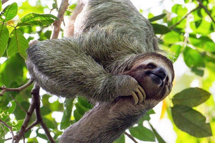 Esplora Rainforets Sloth Scopri la spettacolare cascata