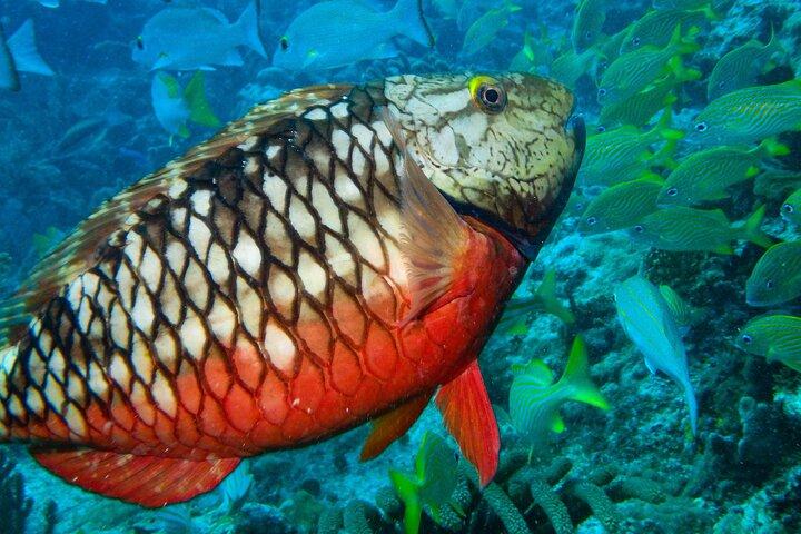 Snorkel à El Farito - La réservation du phare