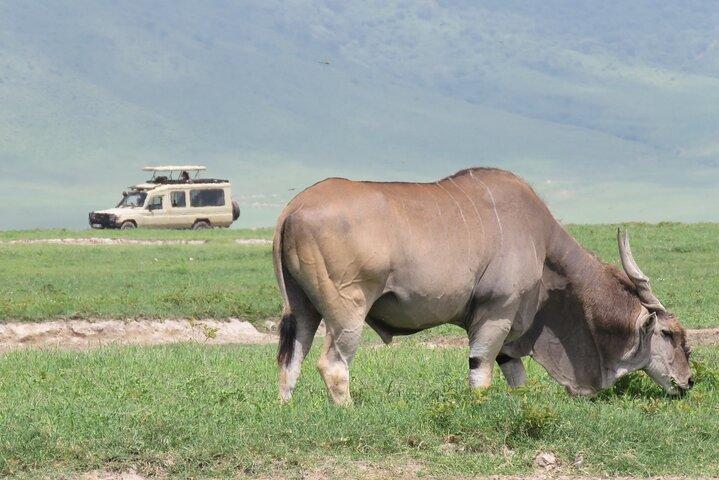 3 dagars utforskande av Serengeti och Ngorongoro-kratern från Arusha