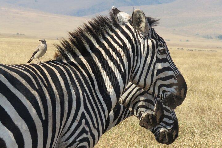 3 dagars utforskande av Serengeti och Ngorongoro-kratern från Arusha