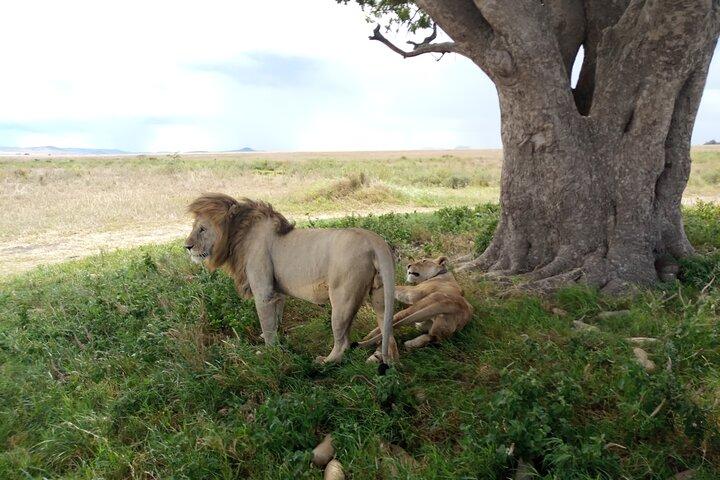 3 dagars utforskande av Serengeti och Ngorongoro-kratern från Arusha