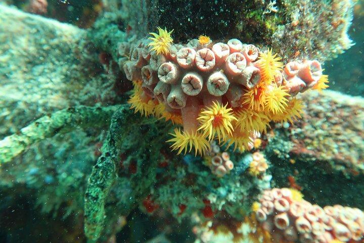 Esperienza di snorkeling nell'Oceano Atlantico