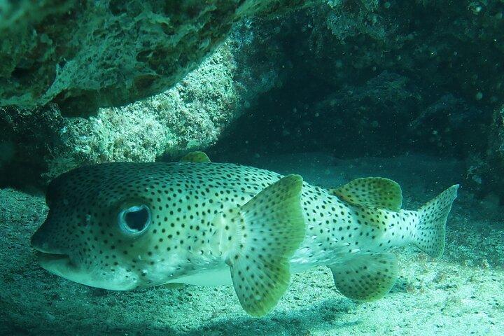 Esperienza di snorkeling nell'Oceano Atlantico
